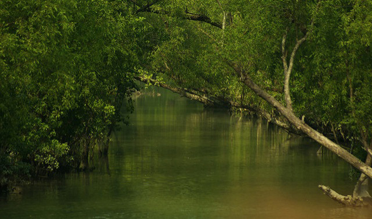বেঁচে গেল সুন্দরবন