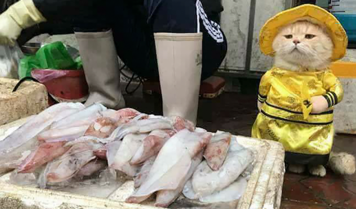 মাছ বিক্রেতা বিড়াল!