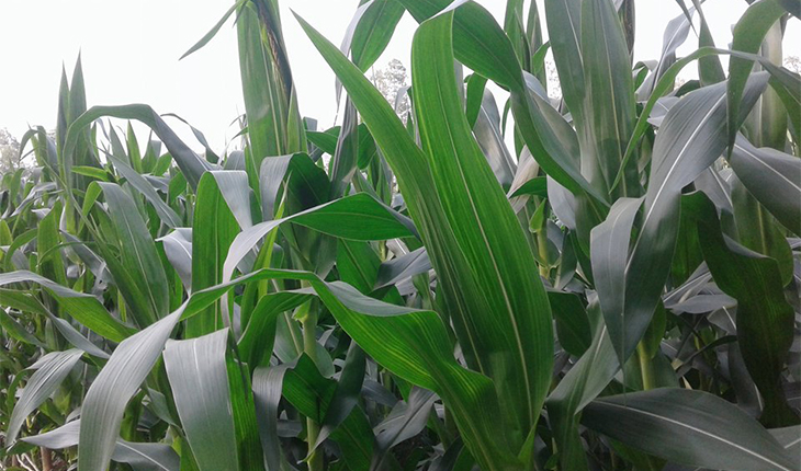 ভূঞাপুরে তামাকের চেয়ে ভুট্টা চাষে ঝুঁকছে