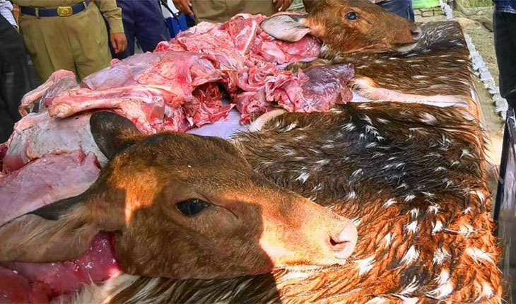  সুন্দরবনে শিকারি চক্র বেপরোয়া:উজাড় হচ্ছ