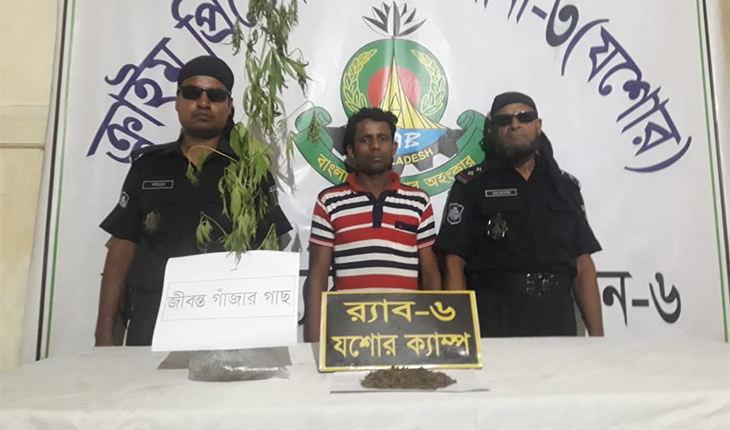 বেনাপোলে গাঁজাগাছ ও গাঁজাসহ  আটক ১