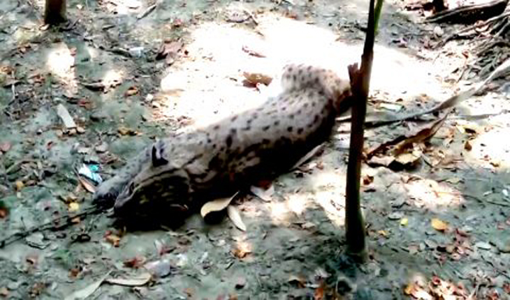 ভোলায় মেছো বাঘের বাচ্চা উদ্ধার