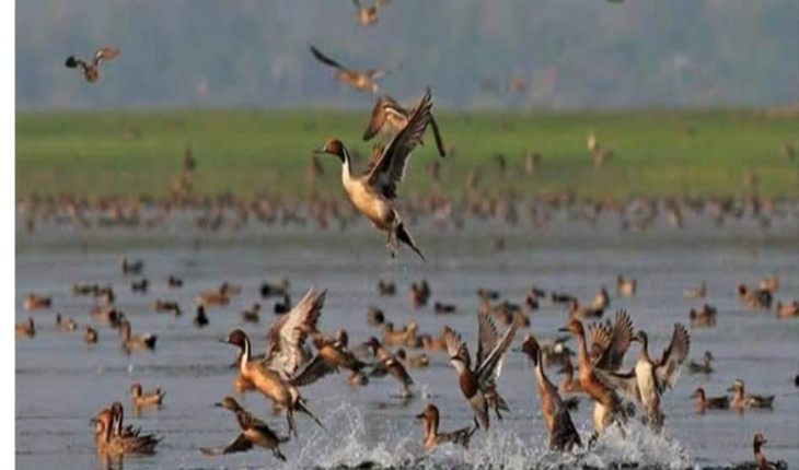 যশোরের শার্শার কদম বিলে অতিথি পাখির মেলা