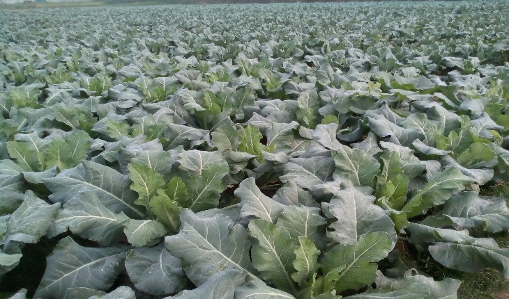 শীতকালীন সবজি চাষে স্বপ্ন পূরণে আশাবাদী