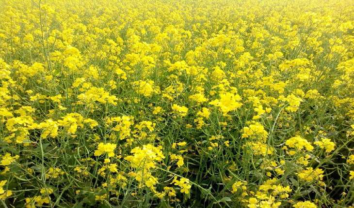 সরিষার আবাদে বাম্পার ফলনেৱ আশাবাদী কালিহ