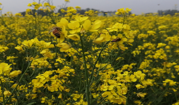 সরিষাক্ষেতে মৌ চাষ করে লাভবান নাগরপুরের