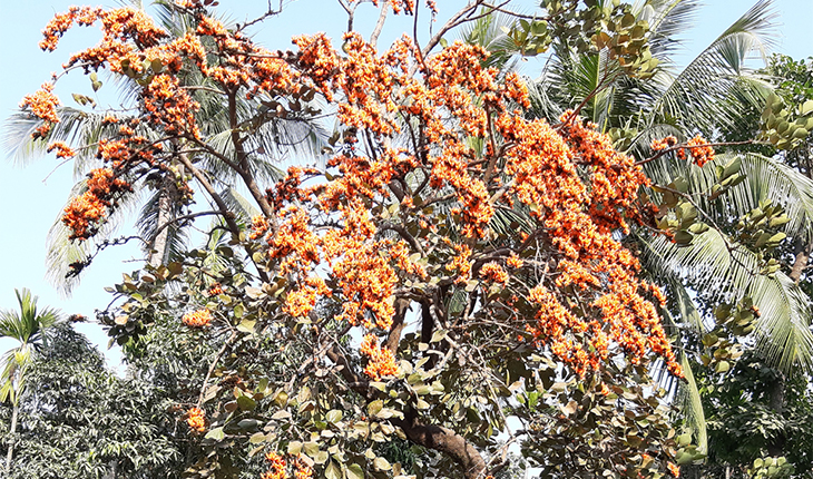 নাটোরে বসন্তের রঙ ছড়াচ্ছে পলাশ