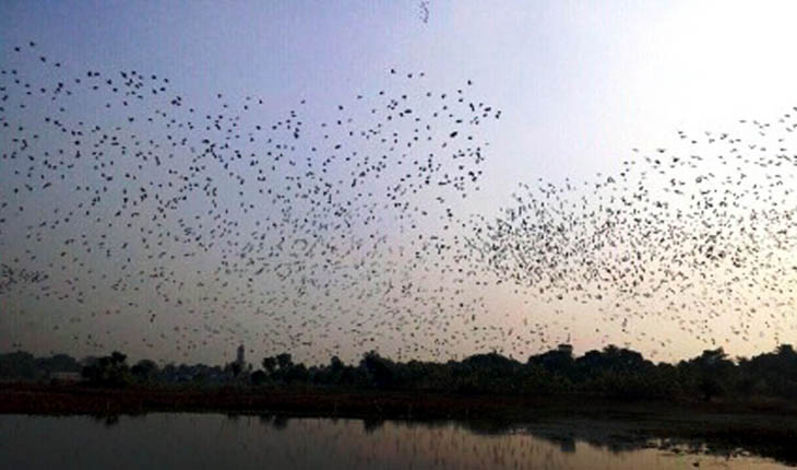 পাখীর কিচির-মিচির ডাক, মুক্ত আকাশে ডা...