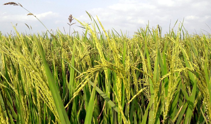 নাগরপুরে বোরো ধানের বাম্পার ফলনের সম্ভাব