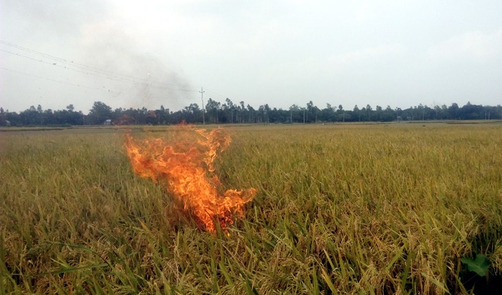 পাকা ধানে আগুন দিয়ে কৃষকের অভিনব প্রতিবা