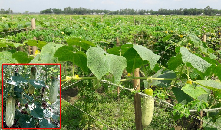 নাগরপুরে শসা চাষে স্বাবলম্বী হওয়ার স্বপ্