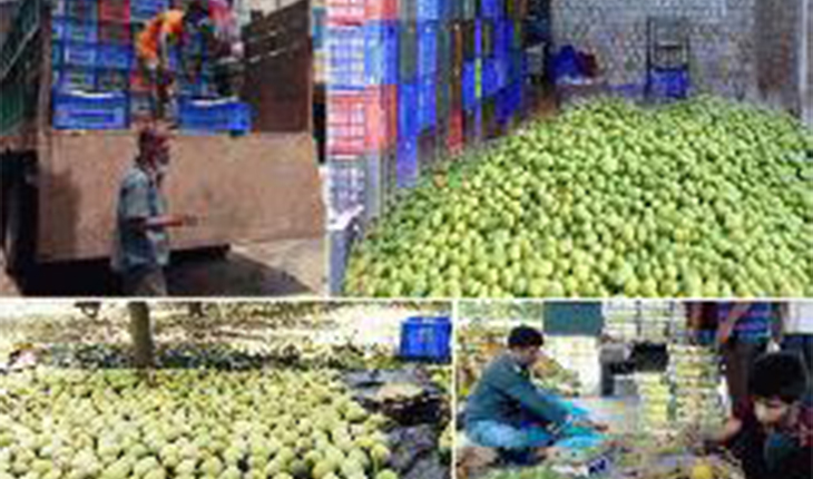 দক্ষিণ-পশ্চিমাঞ্চলের&nbsp; ২শ টন আম যাবে ইউরো