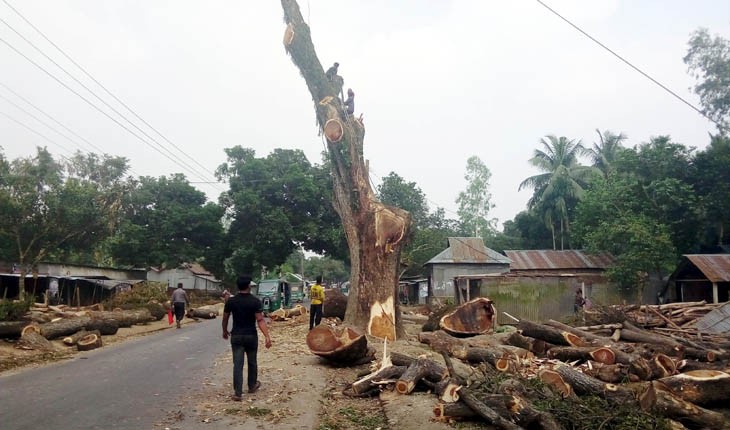 সড়ক উন্নয়ন কাজে কেটে ফেলা হচ্ছে শতবর্ষ গ