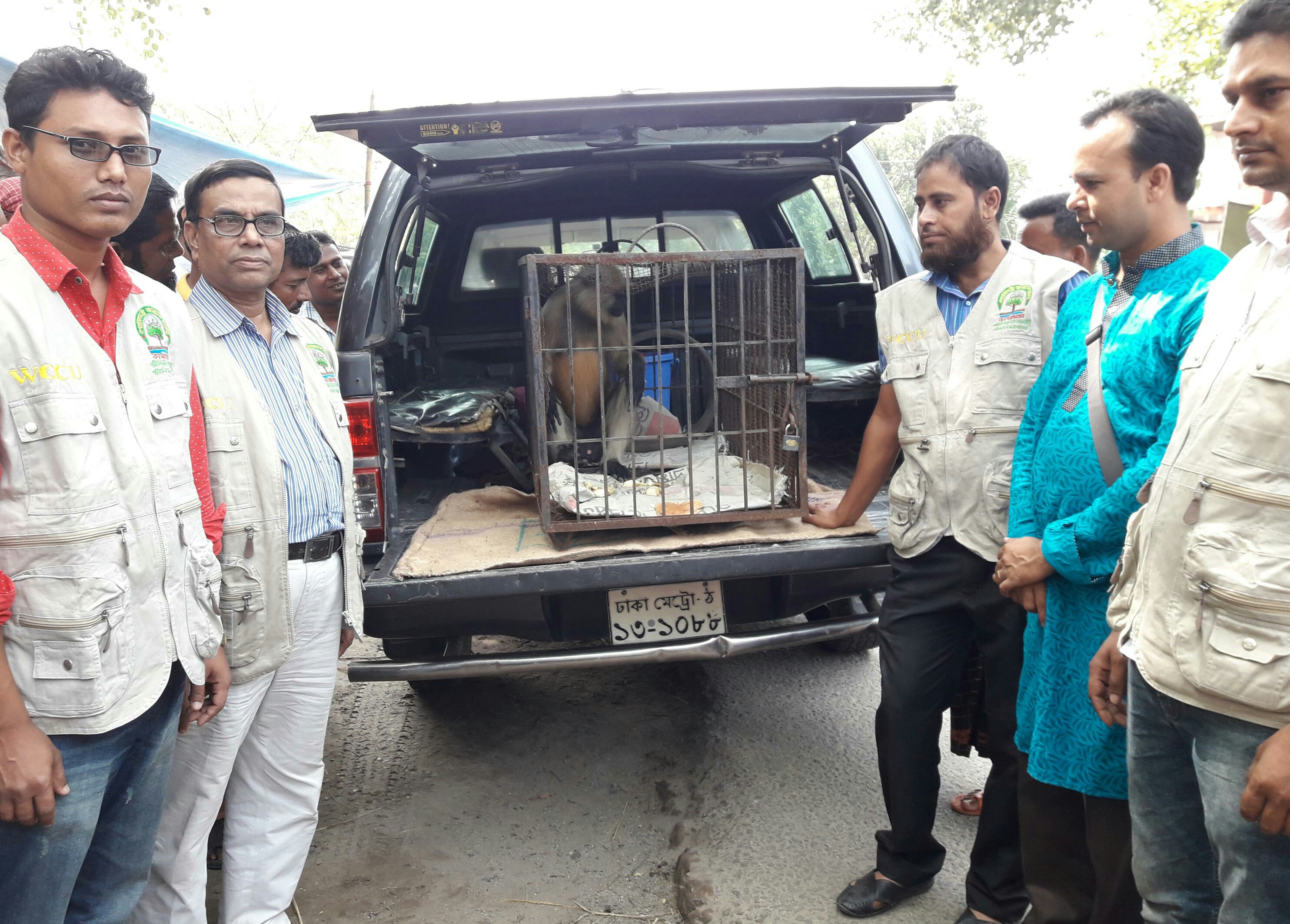 চলনবিলে দলছুট হনুমান উদ্বার