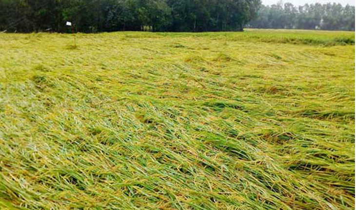 ঝিনাইদহে বুলবুলের কারণে ফসলের ব্যাপক ক্ষ