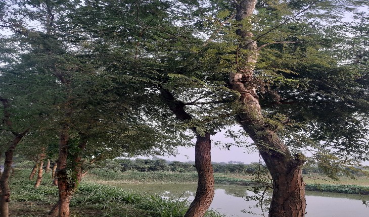 নাটোরের গ্রামীণ জনপদ মূল্যবান খয়ের গাছে