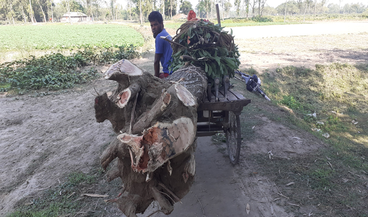 কিশোরগঞ্জে ৭০টি মাদ্রাসার গাছ কর্তন