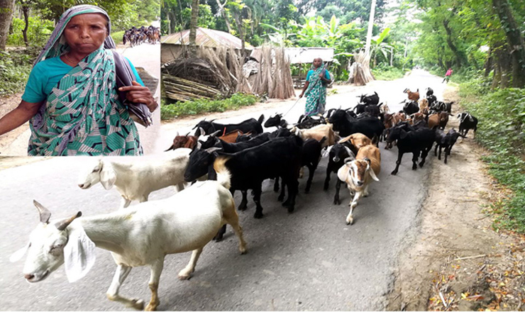 ‘ব্ল্যাক বেঙ্গল গট’ পালন করে সাবলম্বী আদ
