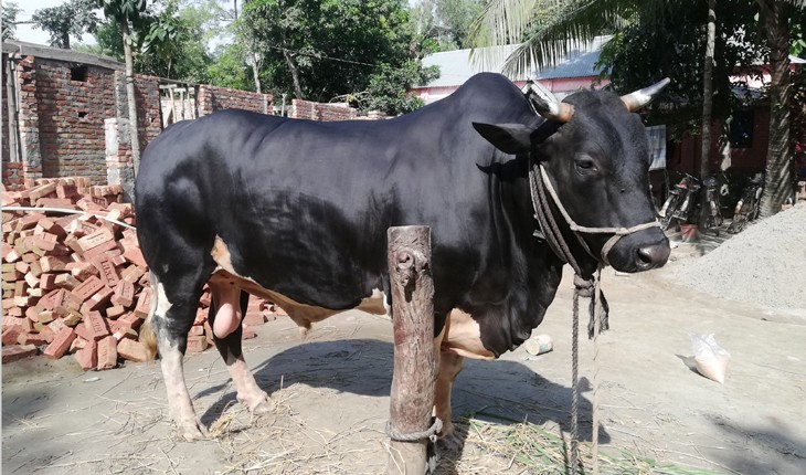 কোরবানির হাট কাঁপাতে আসছে নাগরপুরের খোকা