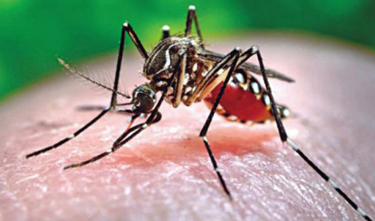  মির্জাপুরে তিনদিন ধরে ডেঙ্গু পরীক্ষা হচ