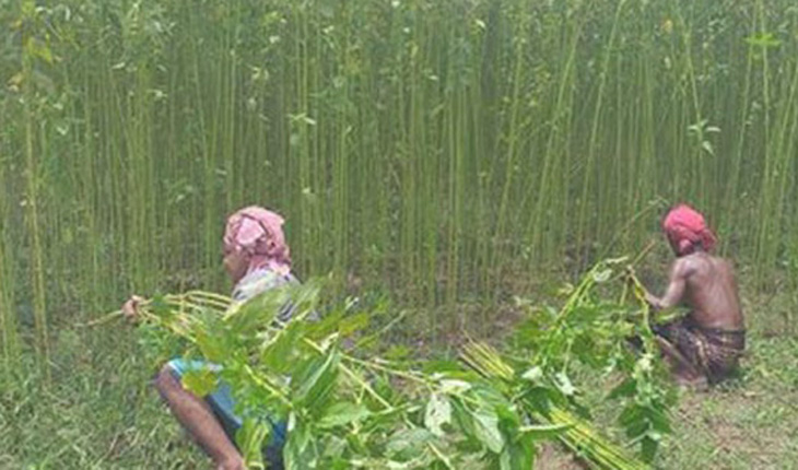 পানির অভাবে পাট জাগ দিতে মহাবিপাকে পাটচা