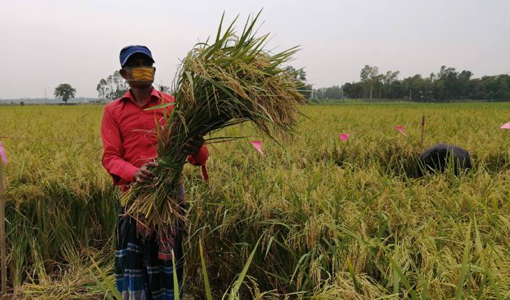 নাগরপুরে বোরোর বাম্পার ফলন, কাটা শুরু