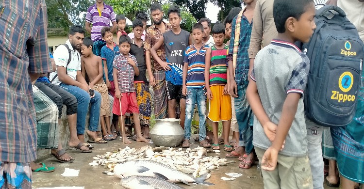 নাগরপুরে পুকুরে বিষ দিয়ে ১৭ লাখ টাকার মা