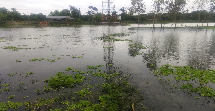 টাঙ্গাইলে বন্যায় ৪৬৮০ মৎস্য চাষীর মাথায়