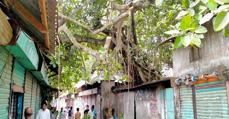 নাগরপুরে হঠাৎ হেলে পড়ল শতবর্ষী বটগাছটি