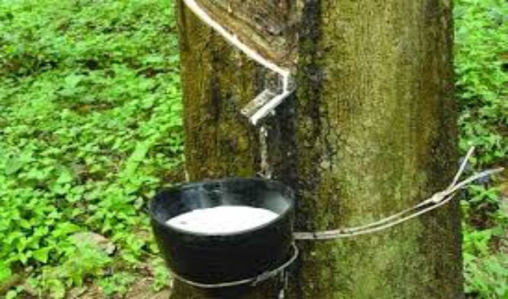 মধুপুরে সাড়ে ৭ লাখ টাকা&rsquo;র ১৫ টন কাঁচা রা