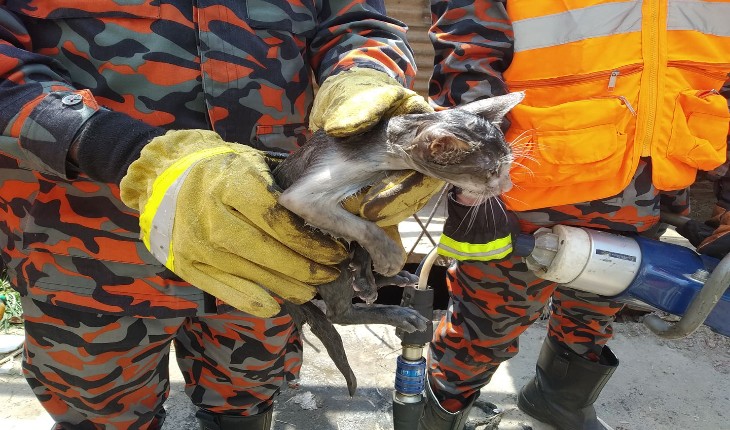 কুপে পরে যাওয়া বিড়াল ছানাকে বাঁচালো ফায়া