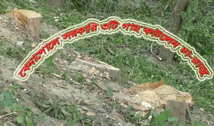 বেনাপোলে সরকারী ৩টি গাছ কেটে নিল প্রভাবশ