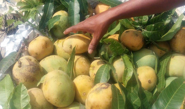 বীরগঞ্জে পরিপক্ব আমে বাজার সয়লাব