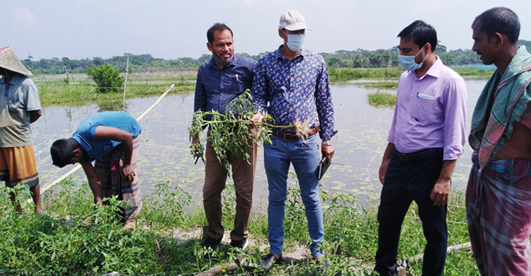 টমেটো ক্ষেত পরিদর্শনে বৈজ্ঞানিক কর্মকর্ত