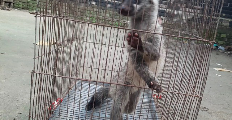 ফল খেতে এসে ফাঁদে আটকা গন্ধগোকুল