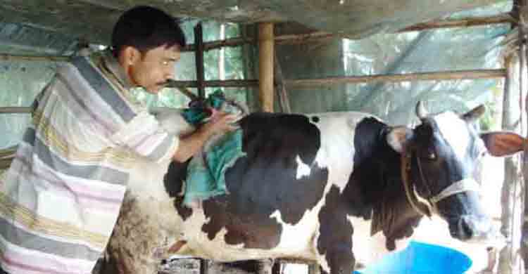 ডেইরী ফার্ম করে সঞ্জিত স্বাবলম্বী