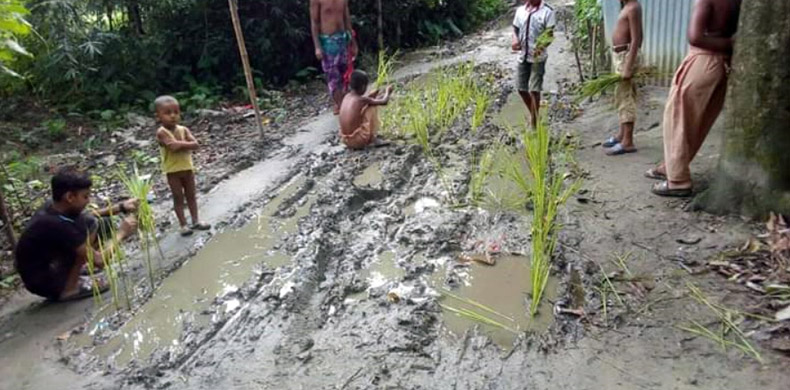  ভূঞাপুরে রাস্তায় ধানের চারা লাগিয়ে প্রত