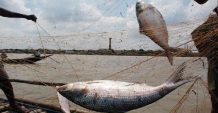 সুুন্দরবনে দুই মাস মাছ ধরা বন্ধ 