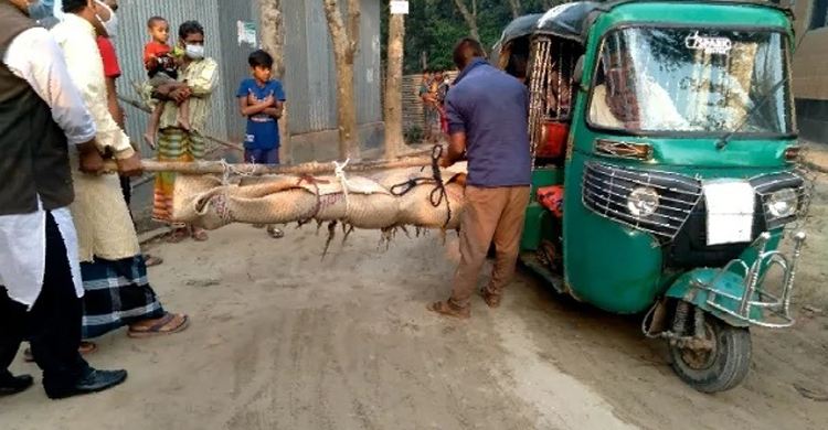 কালিহাতীতে পরক্রিয়ার জেরে স্বামীকে হত্যা