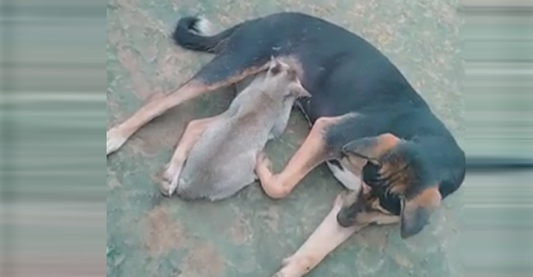 কুকুরের দুধপানে বড় হচ্ছে বিড়াল ছানা!