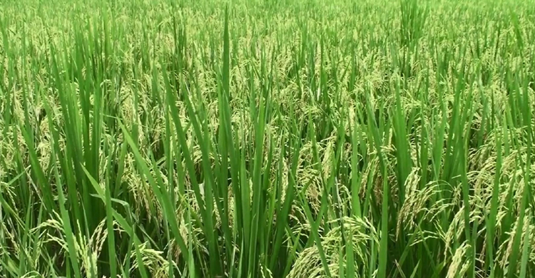 টাঙ্গাইলে আবার ফিরে আসছে আউশ ধানের সুদিন