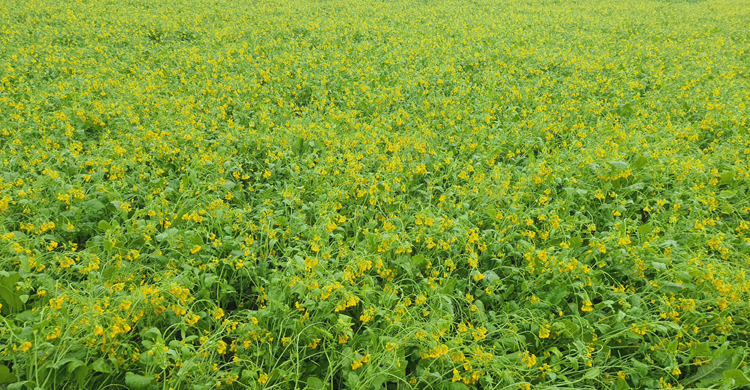 টাঙ্গাইলে বৃষ্টিতে সরিষা নষ্ট হওয়ার আশঙ্