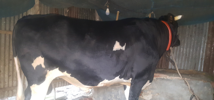 কালিয়াকৈরে ৯১৪ কেজি ওজনের ষাঁড় 'রাগ বাবু