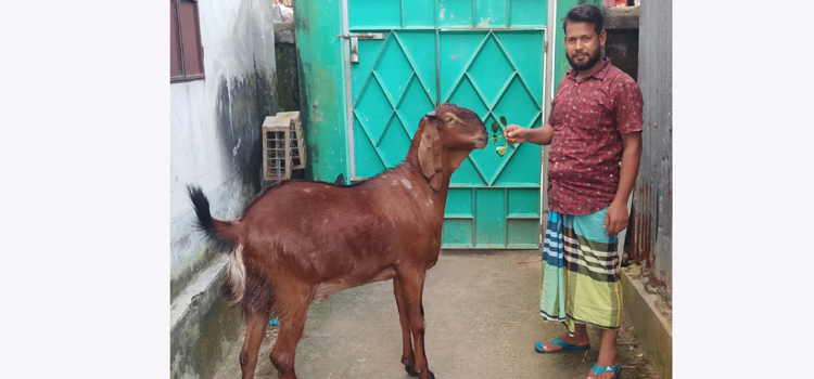 কালযি়াকরৈে কোরবানরি জন্য প্রস্তুত 'সুলত
