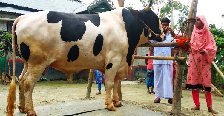 ঈদের আগের দিন ৪ লাখ টাকায় বিক্রি হিরো আল