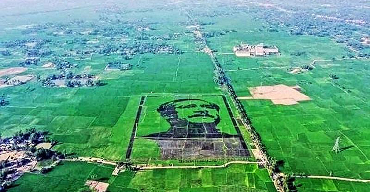 গিনেস রেকর্ডে &lsquo;শস্যচিত্রে বঙ্গবন্ধু&rsquo;