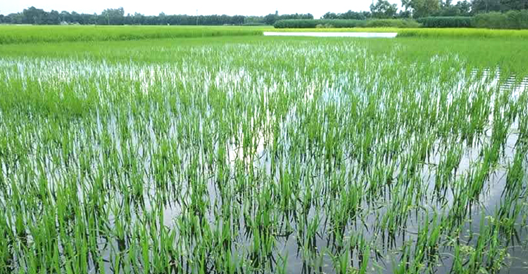 নাগরপুরে বানের পানিতে ভেসে যাচ্ছে কৃষকের