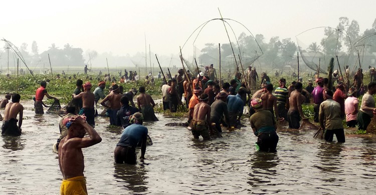 বাসাইলে মাছ ধরা উৎসব পালিত