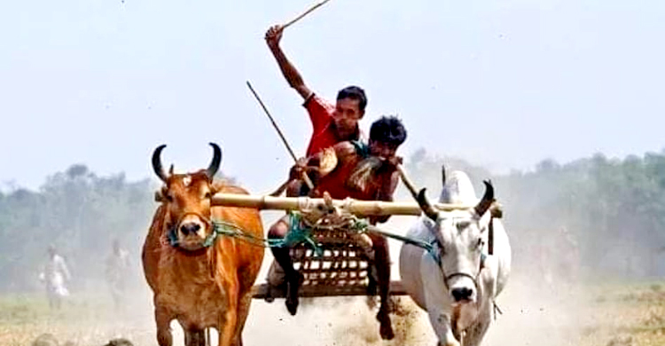 ঝিনাইদহে গরুর গাড়ির দৌড় প্রতিযোগিতা অনুষ