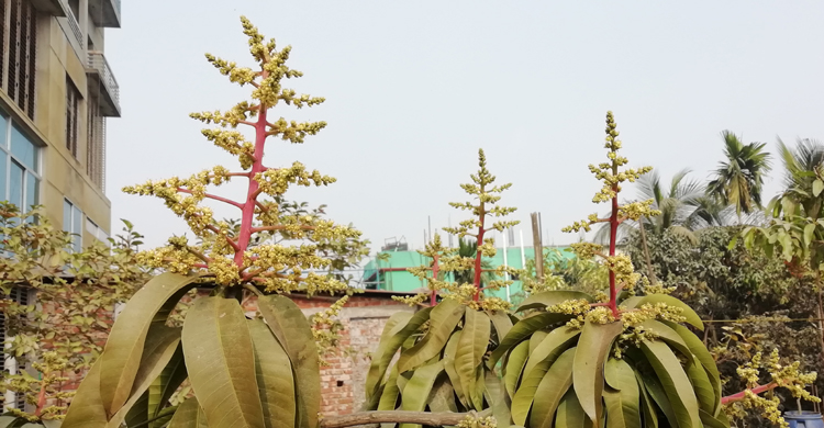 মধুমাসের আগমনী বার্তা দিচ্ছে আমের মুকুল